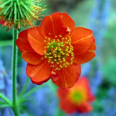 Geum coccineum Borisii
