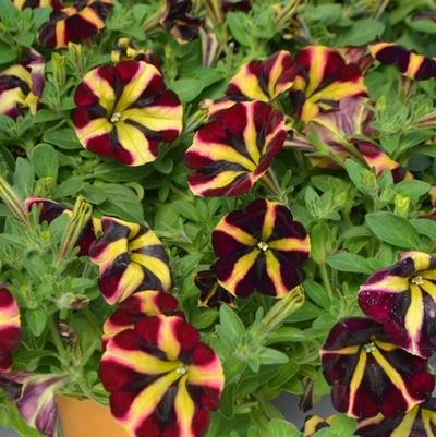 Petunia Fiesta
