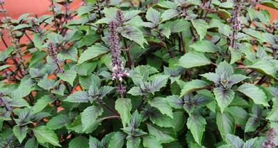 Ocimum Wild Magic