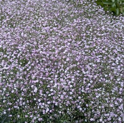 Gypsophila paniculata Pink Fairy