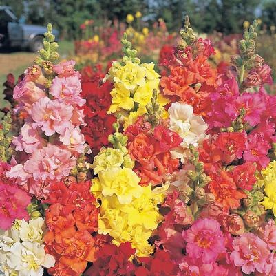 Antirrhinum majus Bronze
