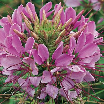 Cleome hassleriana Lavender