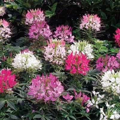 Cleome hassleriana Mix