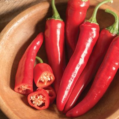 Capsicum annuum Red Ember