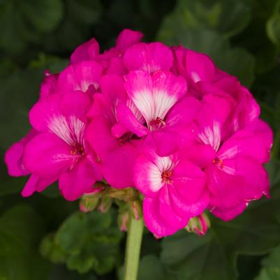 Pelargonium x hortorum Hot Pink