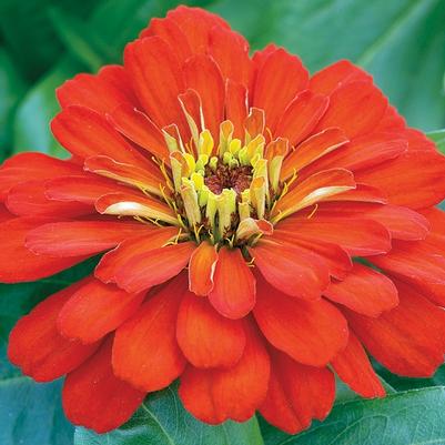 Zinnia elegans Scarlet