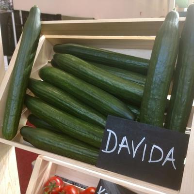 Cucumis sativa Davida