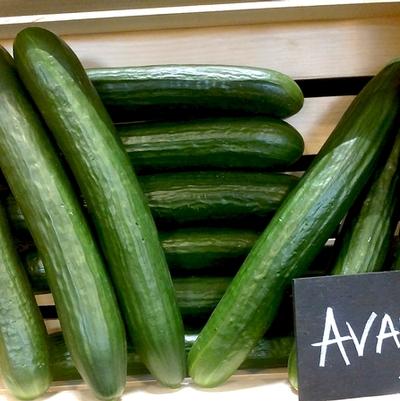 Cucumis sativa Avaya