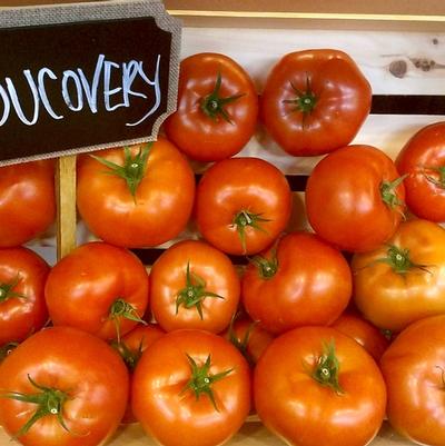 Solanum lycopersicum Ducovery