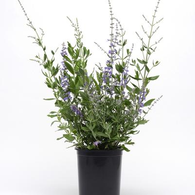 Perovskia atriplicifolia Blue Spritzer