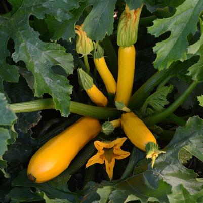 Cucurbita pepo Gold II