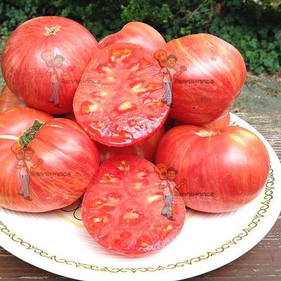 Solanum lycopersicum Torero