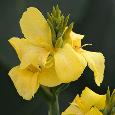 Canna generalis Yellow