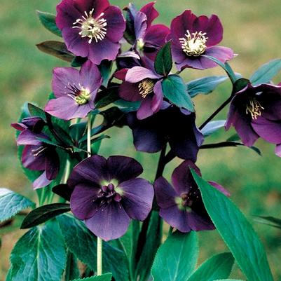 Helleborus orientalis Blue Lady