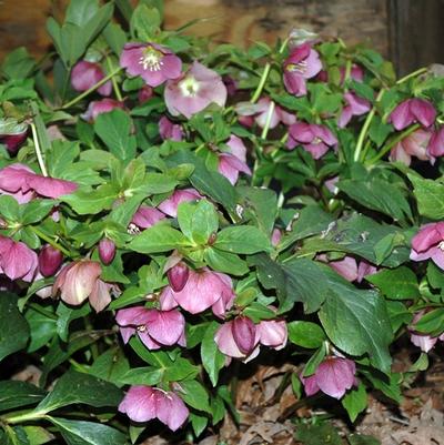 Helleborus orientalis Royal Heritage