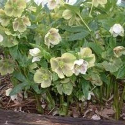 Helleborus orientalis Yellow Lady