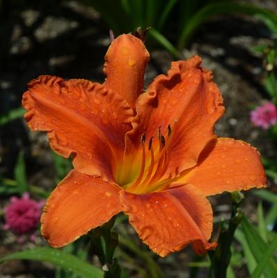 Hemerocallis Alabama Jubilee