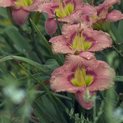 Hemerocallis Elegant Candy