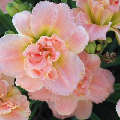 Hemerocallis Siloam Double Classic