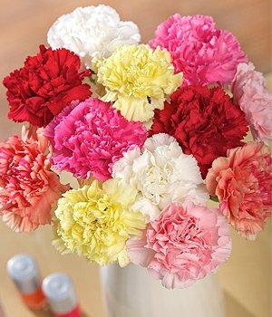Carnations 