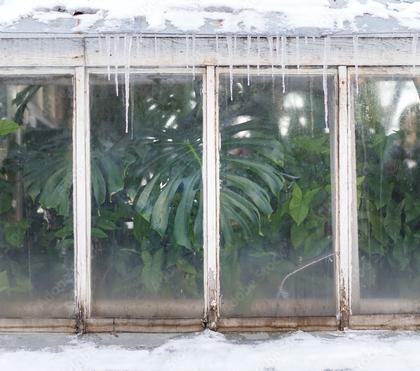 Tropical Plants Winter Care