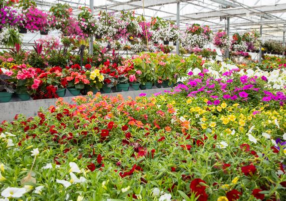 In the Greenhouse!