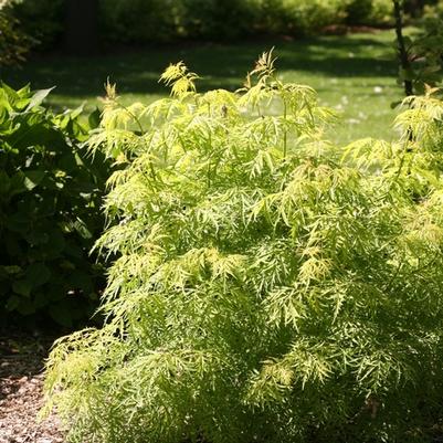 Sambucus Racemosa Lemony Lace