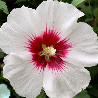 Hibiscus Syriacus Red Heart