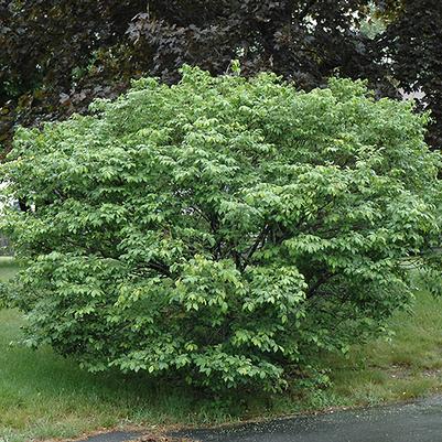 Euonymus Alatus Compactus