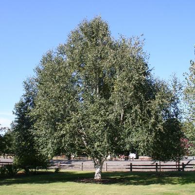 Betula Utilis Jacquemontii