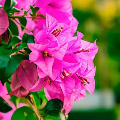 Bougainvillea 