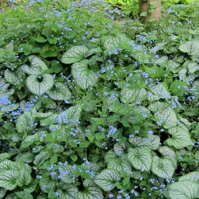 Brunnera Macrophylla 