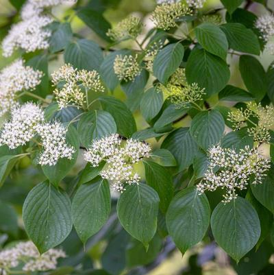 Cornus Alternifolia Pagoda