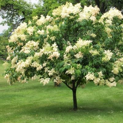 Syringa Reticulata Ivory Silk