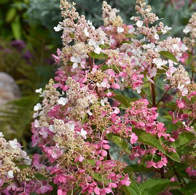 Hydrangea Paniulata Pinky Winky