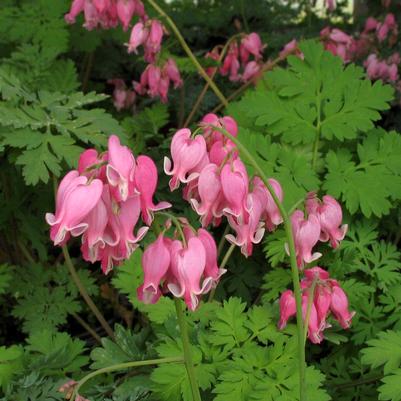 Dicentra Formosa 