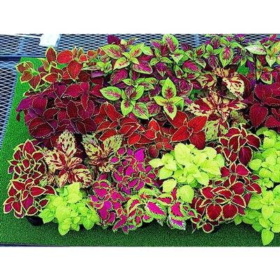 Coleus Scutellarioides 