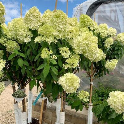 Hydrangea Paniulata Limelight