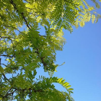 Gleditsia Triacanthos Var. Inermis