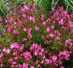 Gaura 