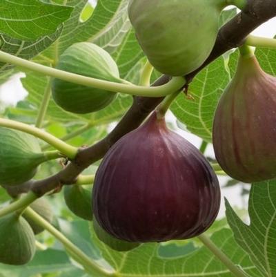 Fig Tree 