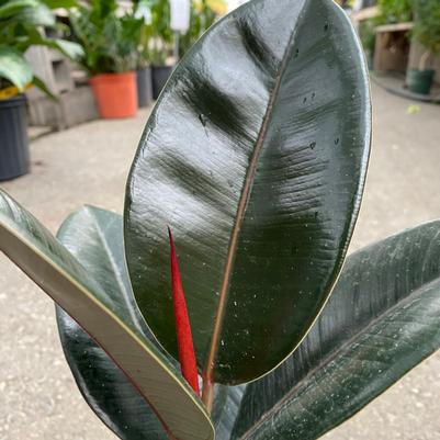 Ficus Elastica 