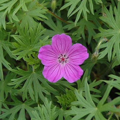 Geranium Tiny Monster