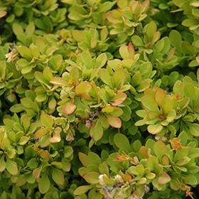 Berberis Thunbergii Monry