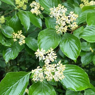 Cornus Alternifolia 