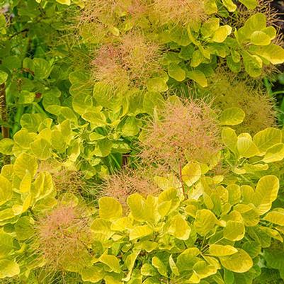 Cotinus Coggygria Golden Spirit