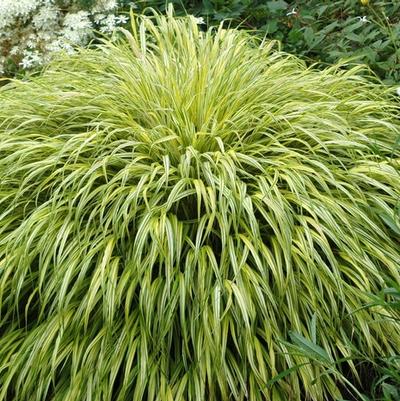 Hakonechloa macra Albo-marginata