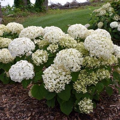 Hydrangea Arborescens Invincibelle Wee Wee White