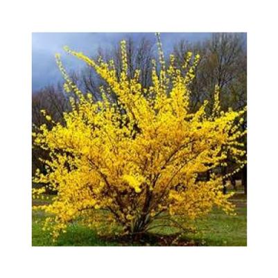 Forsythia X Intermedia