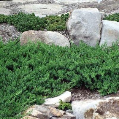 Juniperus Conferta Blue Pacific